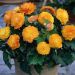 Begonia doppia Non Stop Albicocca
