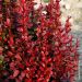 Crespino o Berberis Red Torch