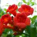 Bignonia o Campsis Ebony & Red®