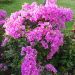 Bougainvillea Violet de Mèze