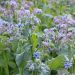 Borragine Officinale