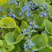 Brunnera macrophylla 