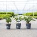 Bosso Betterbuxus Heritage