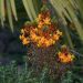 Fiore di serpente o Bulbine frutescens Hallmark