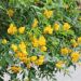 Senna corymbosa