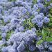 Ceanoto o Ceanothe pallidus Marie Blue ®