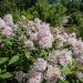 Ceanoto o Ceanothus pallidus Marie Rose ®