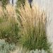 Graminacea Calamagrostis Karl Foerster