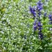 Nepitella o Calintha nepeta