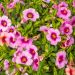 Petunia nana o Calibrachoa LIA Spark Pink