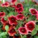Petunia nana o Calibrachoa LIA Dark Red