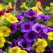 Petunia nana o Calibrachoa SUPERBELLS Unique Blue Violet