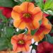 Petunia nana o Calibrachoa SUPERBELLS Unique Mango Punch