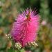 Pianta scovolino o Callistemon viminalis Hot Pink