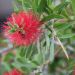 Pianta scovolino o Callistemon laevis
