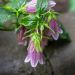 Campanula takesimana ‘Elizabeth’ rosa