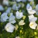 Campanule dei Carpazi o Campanula carpatica Clips bianca