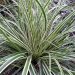Carice giapponese o Carex oshimensis Everest®