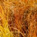 Graminacea Carex Prairie Fire