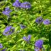 Caryopteris incana Sunny Blue - Spirée blu, Barba blu