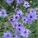 Cupidone azzurro o Catananche caerulea