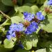 Plumbago blu o Ceratostigma plumbaginoides