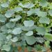 Albero di Giuda o Cercis griffithii Blue Lagoon