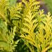 Falso cipresso di Lawson dorato 'Ellwood' o Chamaecyparis lawsoniana 'Ellwood’s Gold'