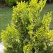 Cipresso di Hinoki o Chamaecyparis obtusa Aurora