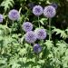 Cardo-pallottola coccodrillo o Echinops ritro
