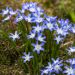 Scilla di Lucile o Chionodoxa luciliae