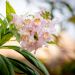 Chitalpa Summer Bells