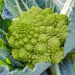 Cavolfiore broccolo romanesco precoce