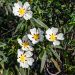 Cisto o Cistus aguilarii Maculatus