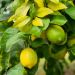 Limone quattro stagioni o Citrus limon