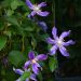 Clematis integrifolia BLUE RIVER ® ‘Zoblueriver’