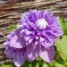 Clematide Multiblue