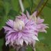 Clematide o Clematis Multi Pink