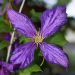 Clematide o Clematis Tie Dye