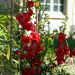 Fior di Pesco o Chaenomeles speciosa Double Delice ROUGE BAISER®