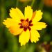 Coreopsis Sterntaler