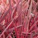 Cordiline o Cordyline Charlie boy®