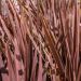 Cordiline o Cordyline Red Star