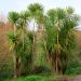Cordyline, Dracaena o Cordyline australis
