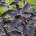 Corniolo bianco o Cornus alba NIGHTFALL®