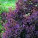 Albero della nebbia o Cotinus Royal Purple