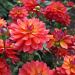 Dalia nana decorativo Firepot