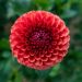 Dalia ball Brown Sugar
