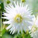 Dalia Cactus My Love
