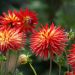 Dalia cactus a grandi Fiori Bora Bora